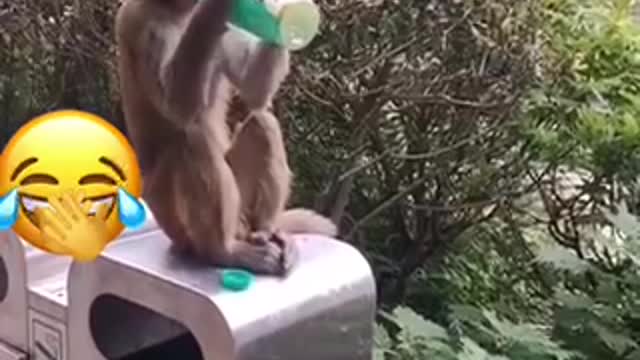 Funny monkey 🐒 stealing people stuff 😂😂