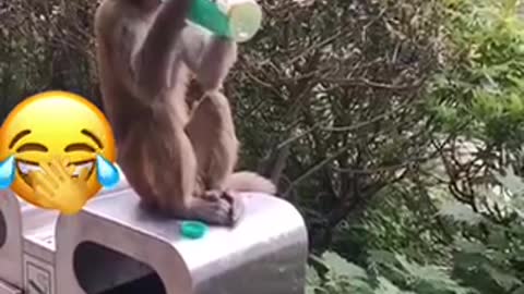 Funny monkey 🐒 stealing people stuff 😂😂