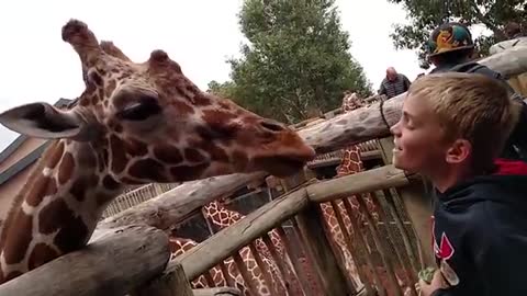 Funny Baby Playing With Animals Belly Baby