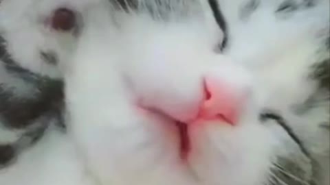 É muita fofura