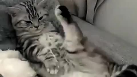 Funny cat playtime