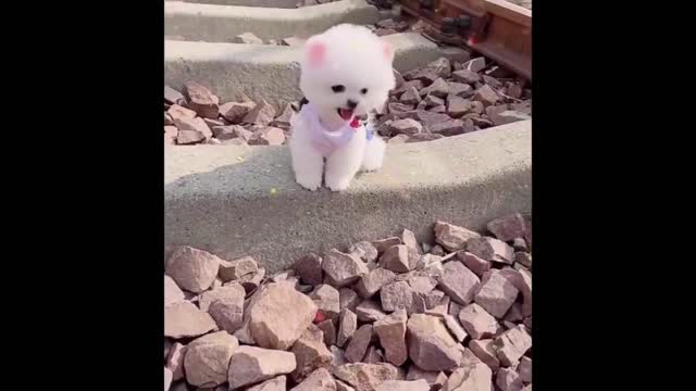 Super Fuuny Cats And Dogs Videos | Funny Animals Video - Best Cats😹 and Dogs🐶 Funny Videos 2022 |