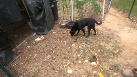 Chickens Meet Puppy