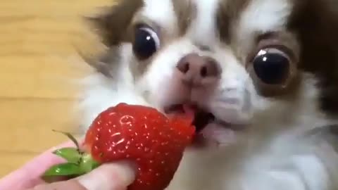 Cute and funny animals