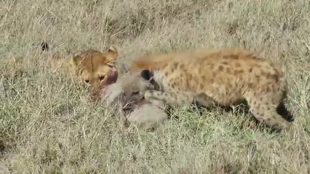 Lion vs Hyena after digging up warthog