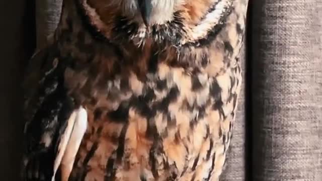 Owl looking Beautiful Place #Shrot Video