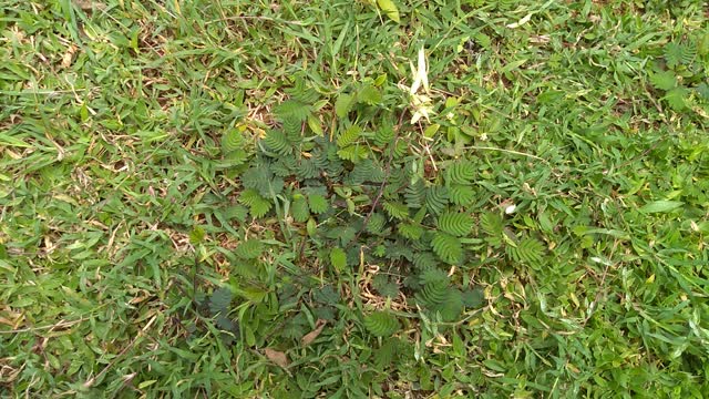 This plant closes when touched!!