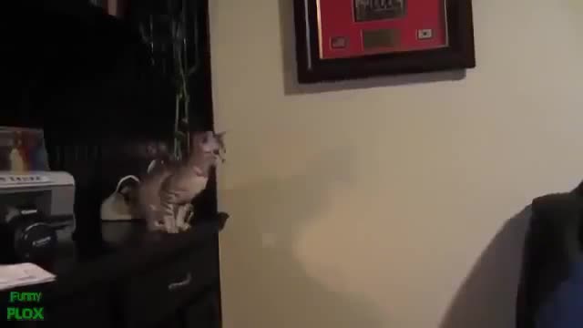 Hot Funny Cats Video on Facebook LOL