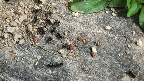 Busy moving ants