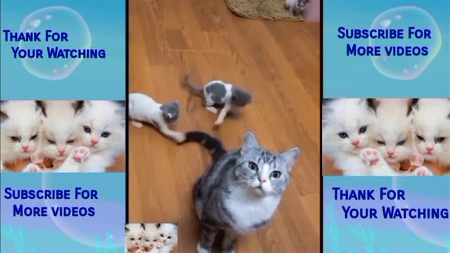 Funny Pets, Funny Cats, Funny Dogs, Cute Cats & Dogs, Try Not To Laugh, Funny Pets