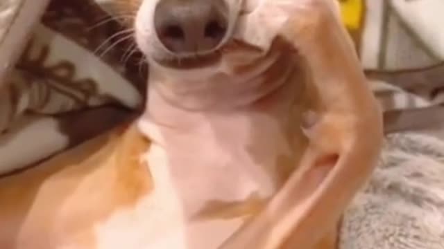 Best Funny Animal Videos Of The 2022 Try not to laugh #shorts #animals #funny