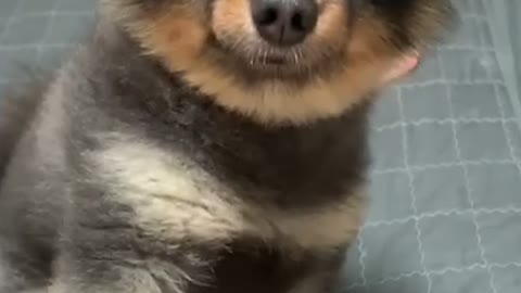 Owner and puppy playing high five