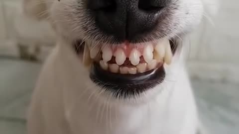 Funny Dog Can Smile