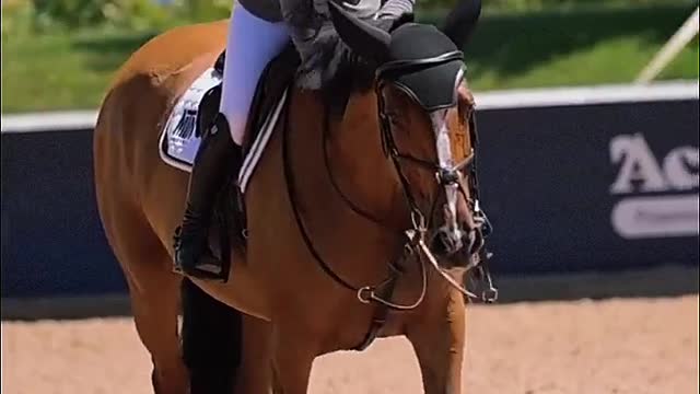 Equestrian practice