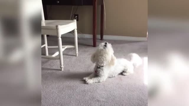 A Dog Howls At a Siren