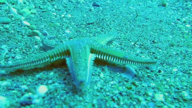 This animal walks on its thousands of tiny feet.