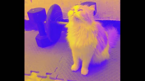 Cat wholesomely yawning before morning workout