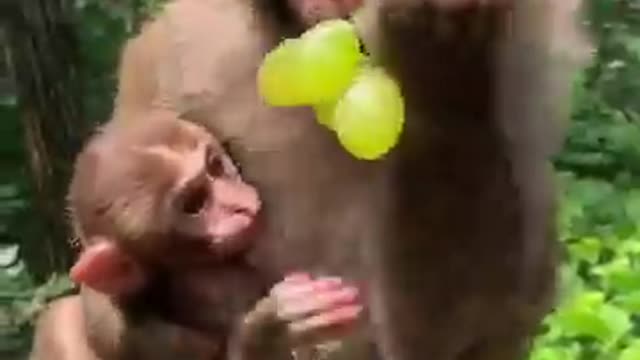 Feeding Monkey Video, Grape #3