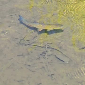 A fish in the river / a beautiful chub in clear water.