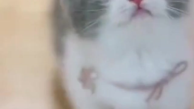 Cute cat video प्यारी सी बिल्ली गाना गा रही है