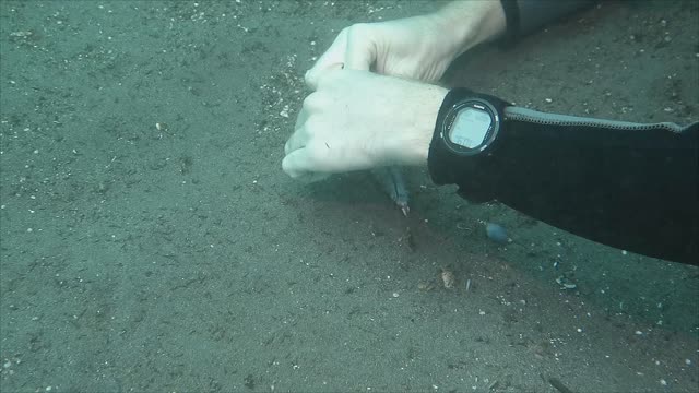 Diver Rescues Fingered Dragonet