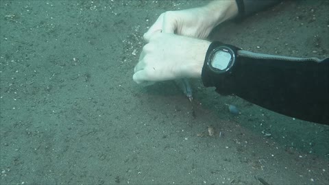 Diver Rescues Fingered Dragonet