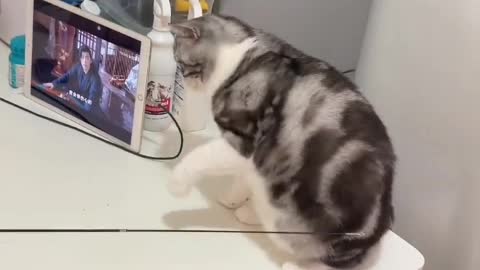The cat is like a night of sleep