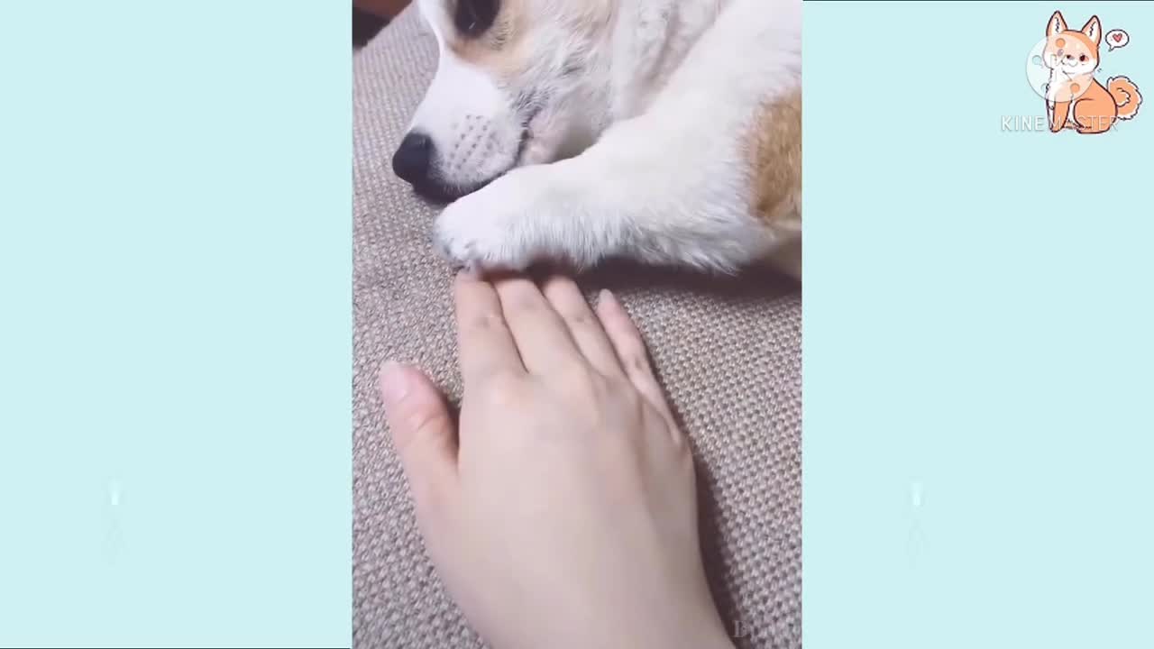 Cute dogs funny and smart 💖 Dogs video