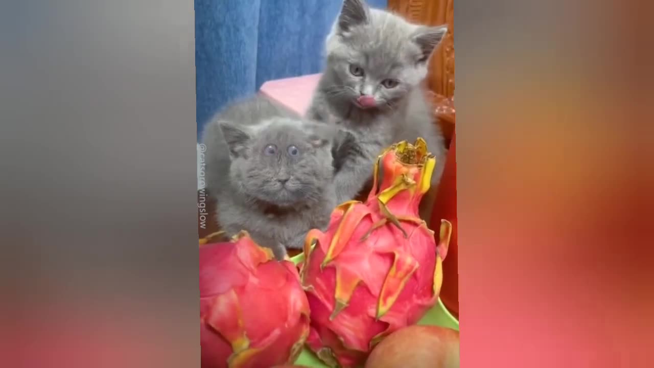 Funny cats and dogs video