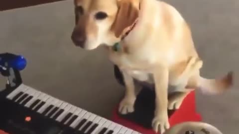 This dog plays all the Music instruments at once