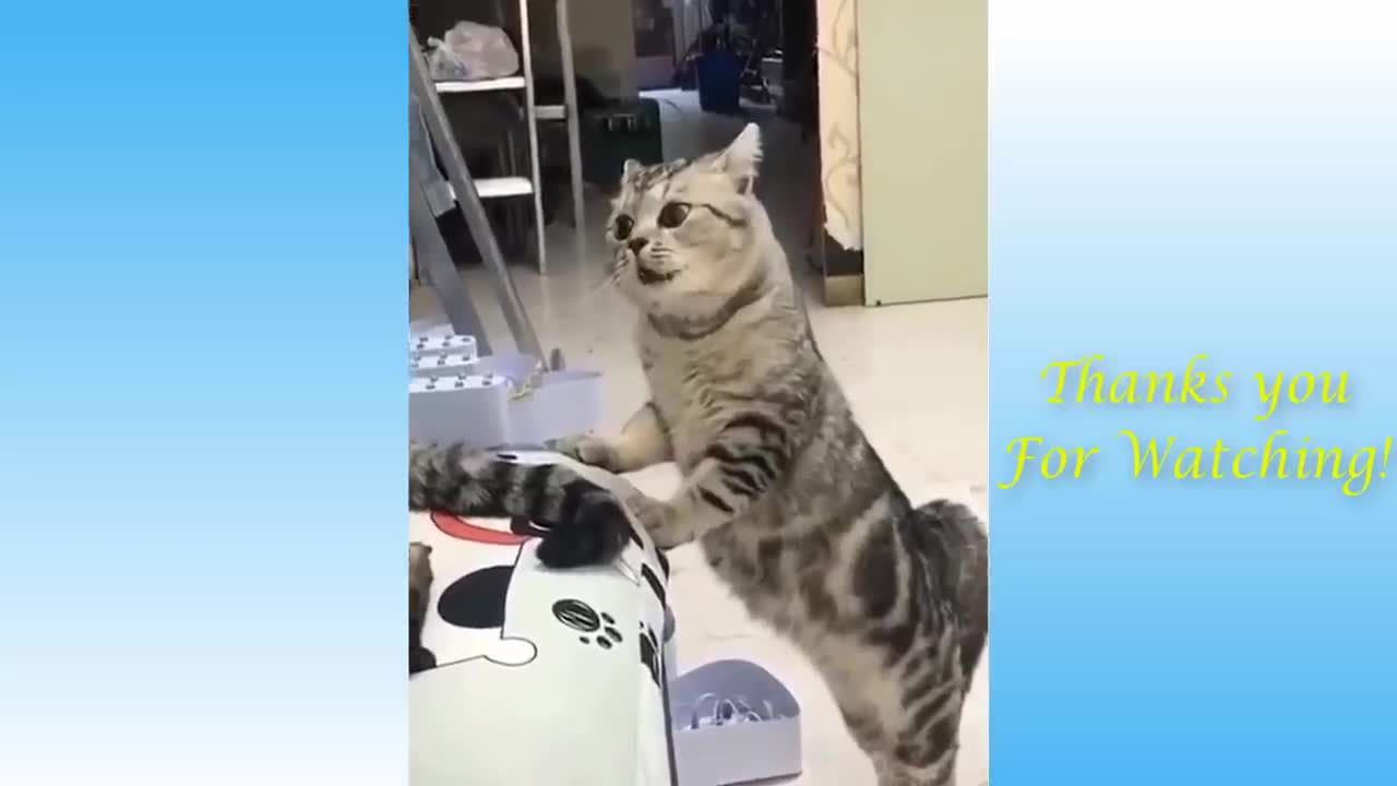 Top Funny Cat Videos Of The Weekly - Try Not To Laugh