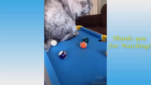 CUTE and FUNNY animals to RELAX after a HARD day