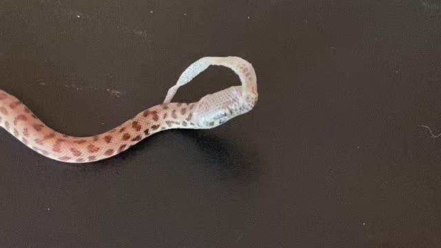 Python Has Peculiar Hat