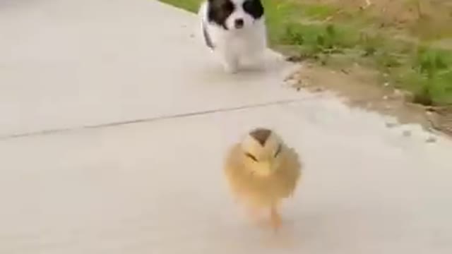 Cute dog fights little bird 😂😘