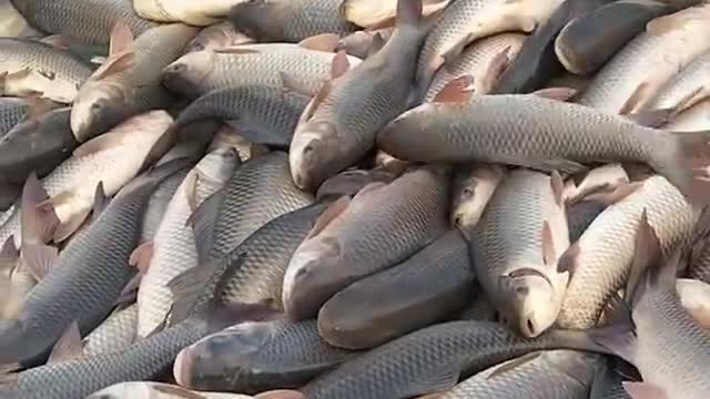 Fish making