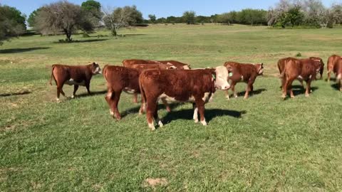 14-Open reg. yearling Hereford heifers.