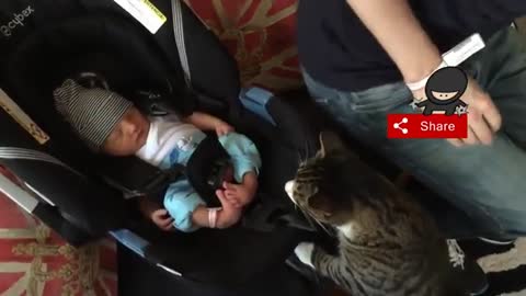 CAT AND BABIES FUNNY VIDEOS - PART-2