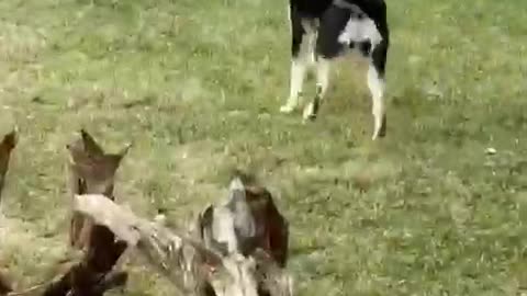 Black dog with cone on shakes head and walks out to backyard