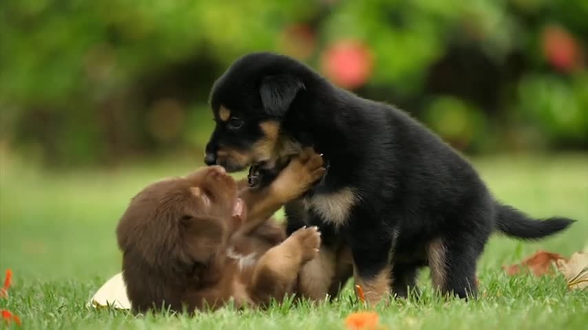 Cute puppy animal fight