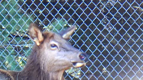 Elk