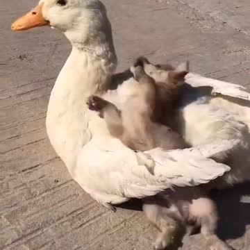 Here's your daily dose of cuteness