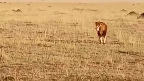 Male lions fighting