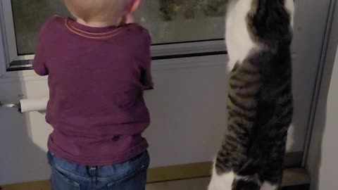 Kiddo and Cat Grab at Glass