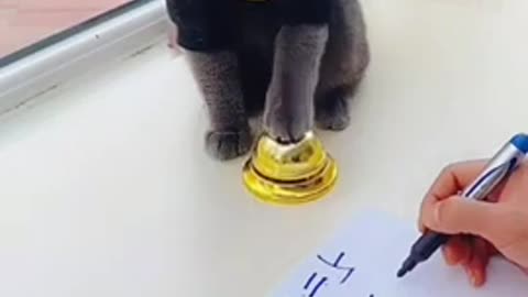 Lovely cat black cat funny cat