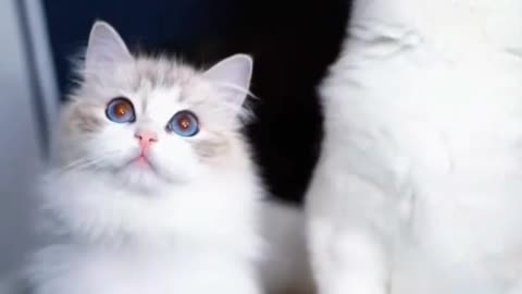 Fanny cat videos | cute cat videos | Cat videos | Animal video |