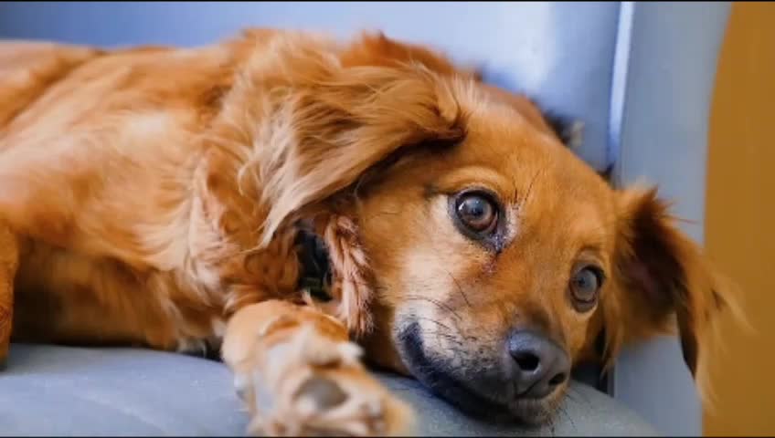 Dog's videos||emotional dog sleeping videos