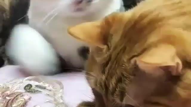 Funny and Cute Cats Videos #117 │ Gadis Sekarwangi