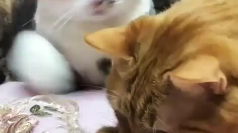 Funny and Cute Cats Videos #117 │ Gadis Sekarwangi