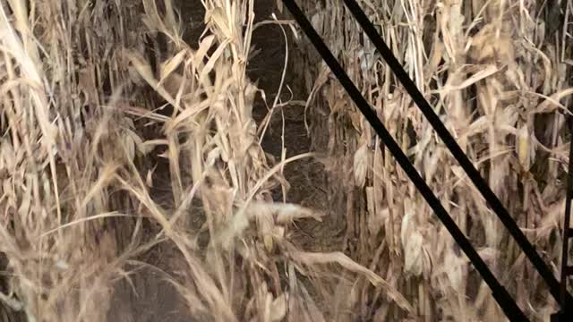 Combining Corn