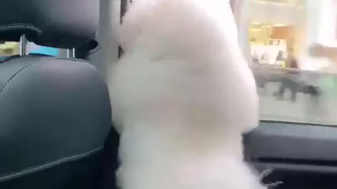 Dog Funny | Dog Cute videos | Dog Funny Videos
